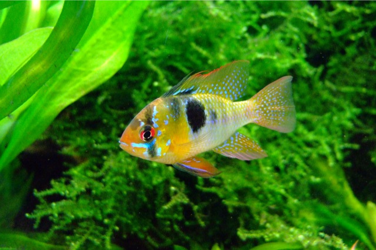 Keyhole Cichlid Understanding Its Care And Life Cycle