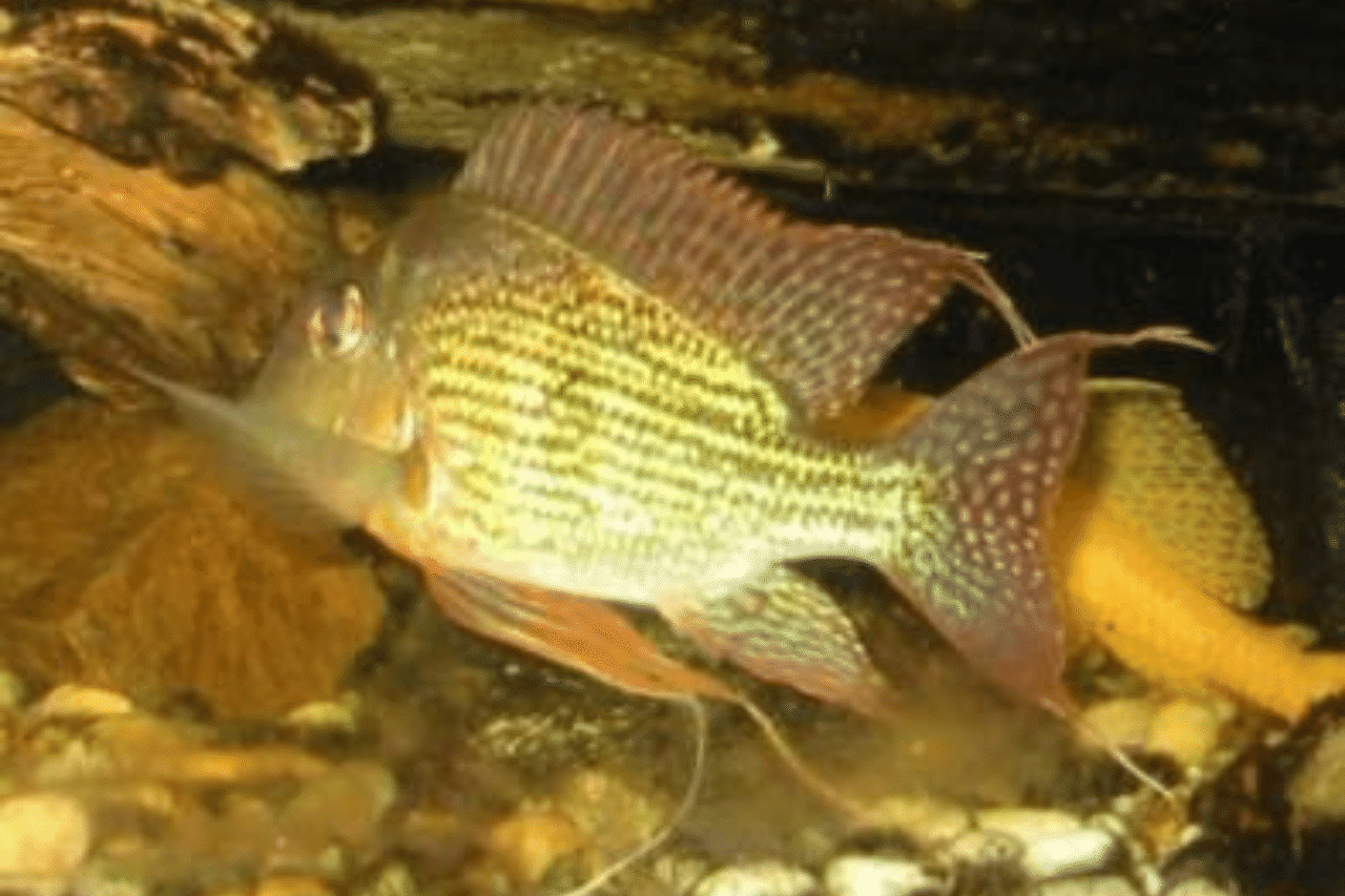 Geophagus care 2024