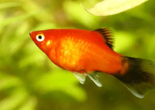 Platy Fish (Xiphophorus Maculatus): Care, Maintenance, and Breeding