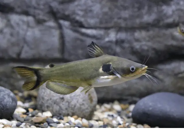 Sun Catfish: The Essentials of Handling this Species