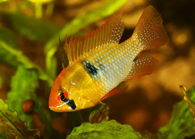 Nicaragua Cichlids (Colored Macaws): How To Care For The Rainbow