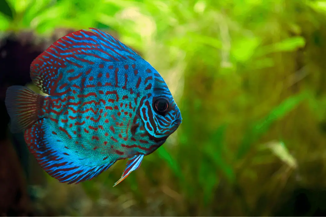 Discus Fish: Complete Guide To Care, Maintenance And Breeding