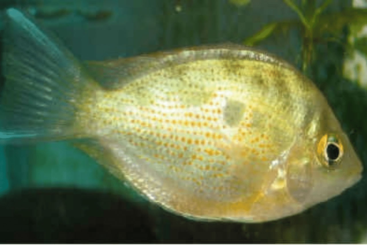 chromide cichlid