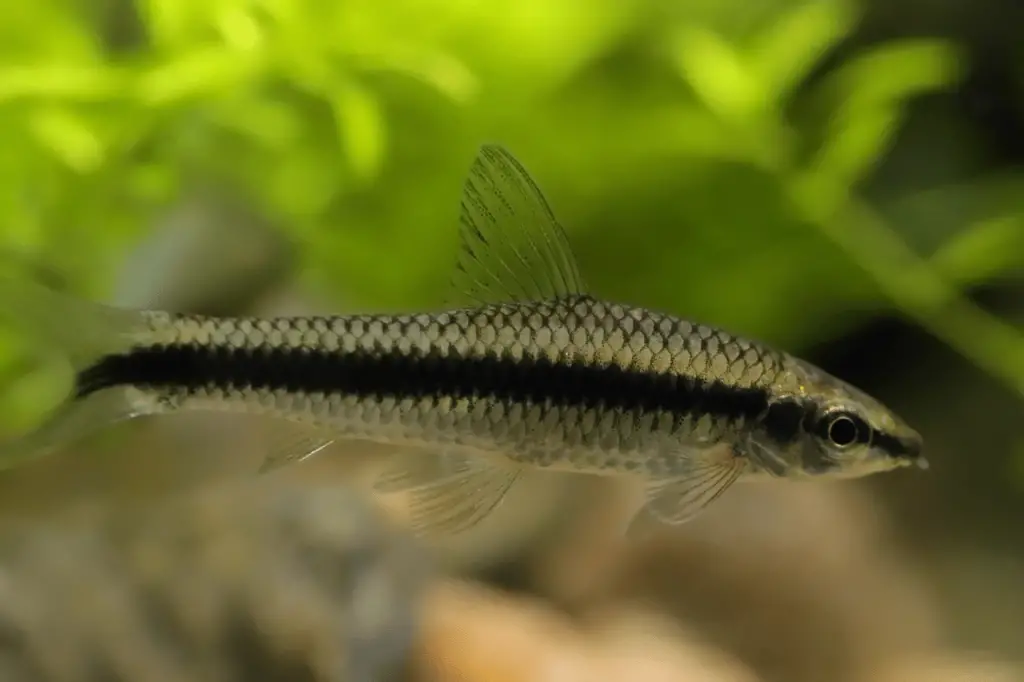 Siamese Algae Eater: All You Should Know About This Fish