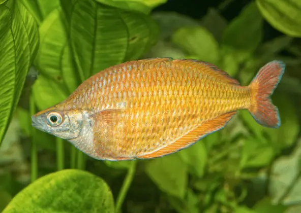 Yellow Rainbowfish: Complete Guide To Care, Maintenance, And Breeding