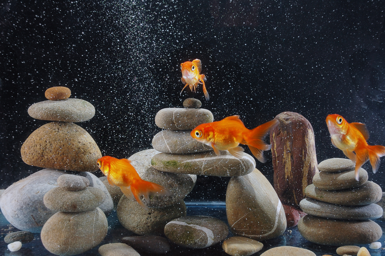 4-best-aquarium-rocks-to-adore