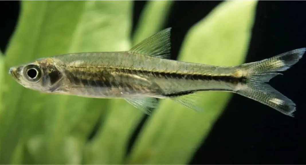 Scissortail Rasbora: A Comprehensive Care Guide