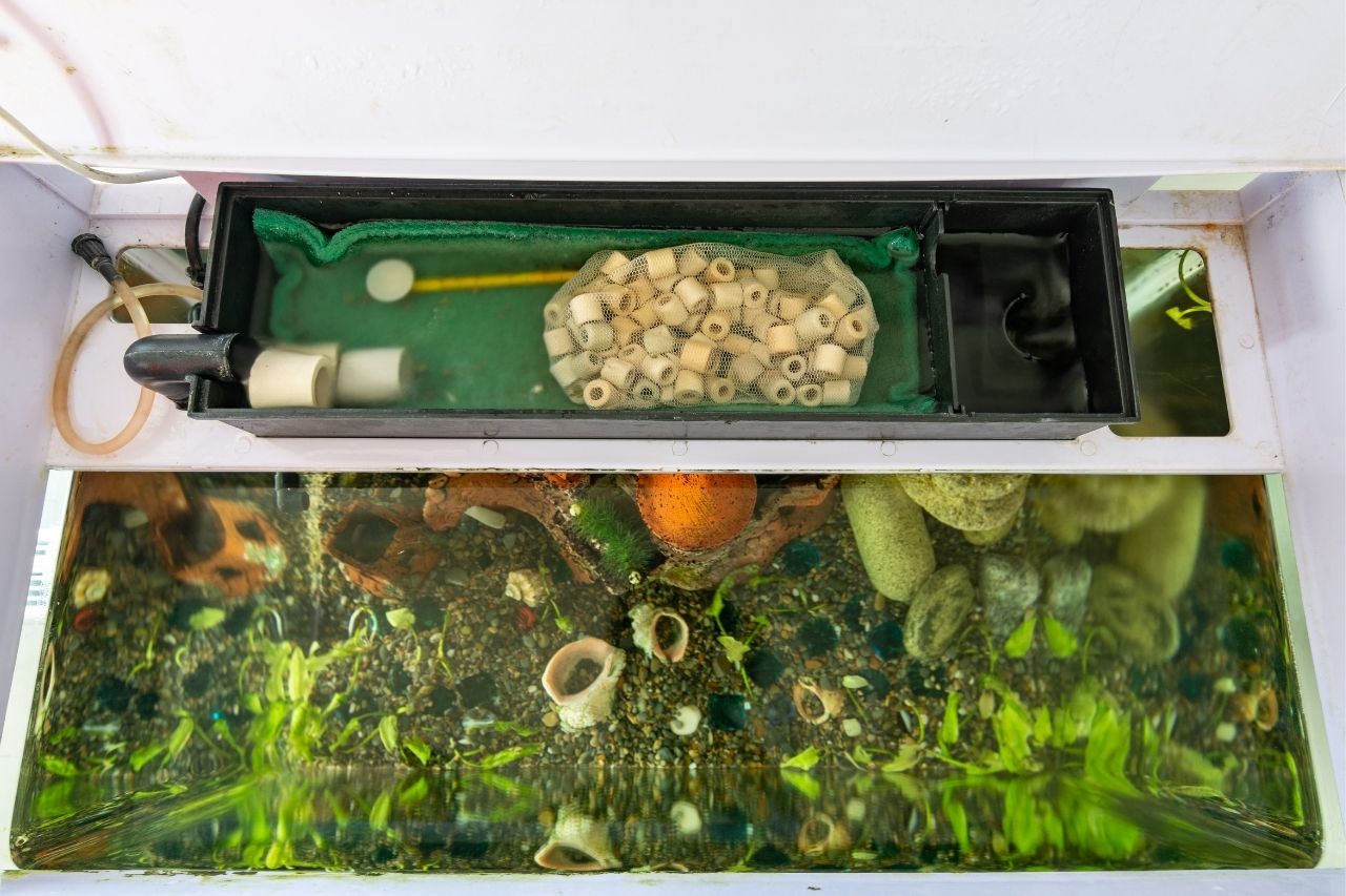 aquarium-filter-setup-the-respiratory-system-of-home-aquariums