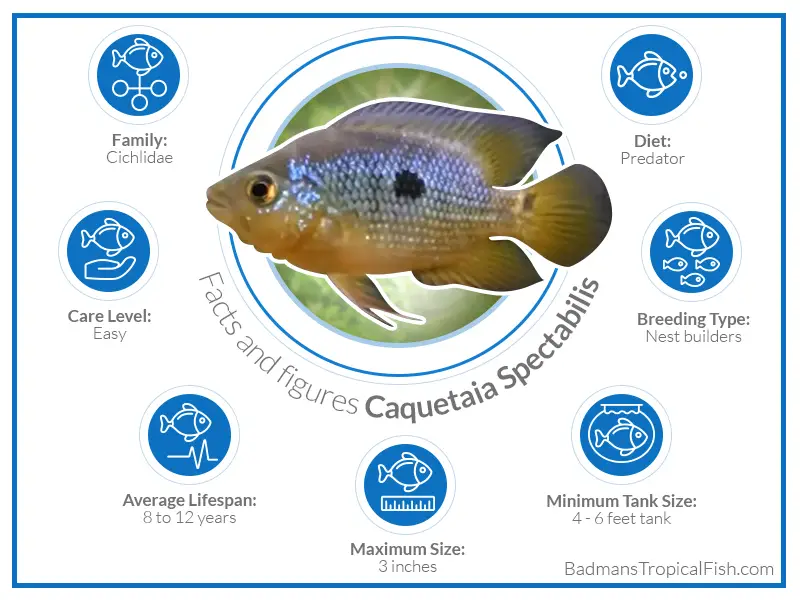 spectabilis cichlid