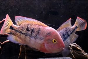 hartwegi cichlid