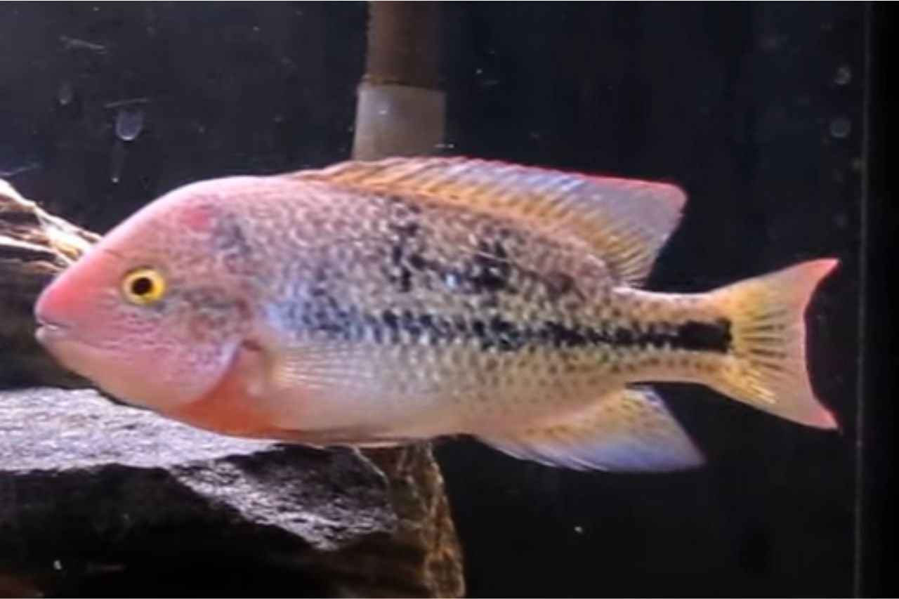 vieja cichlid