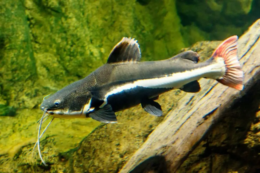 Red-Tail Catfish: A Complete Guide On This Huge Fish