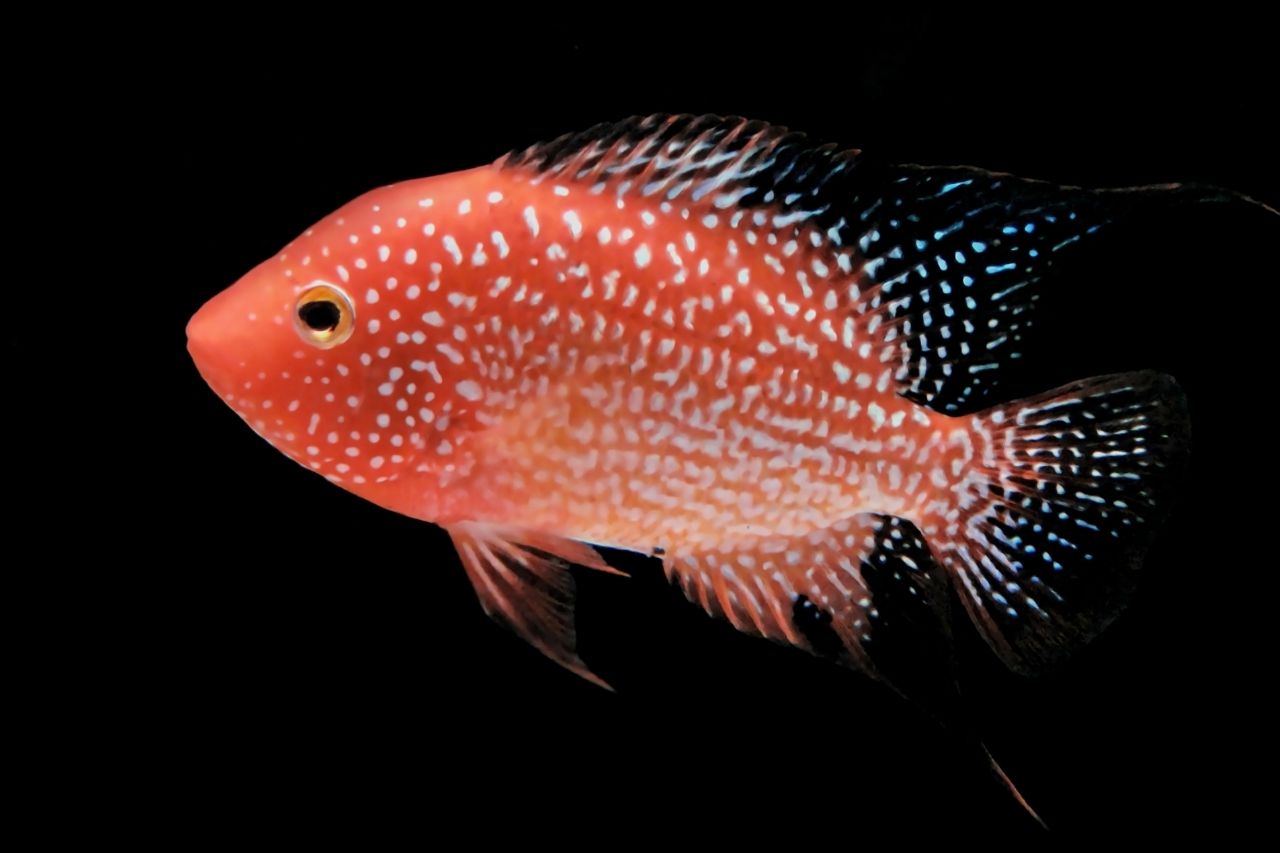 Texas Cichlid: A Guide To Know This Fascinating Fish