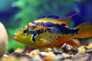 salvini cichlid for sale