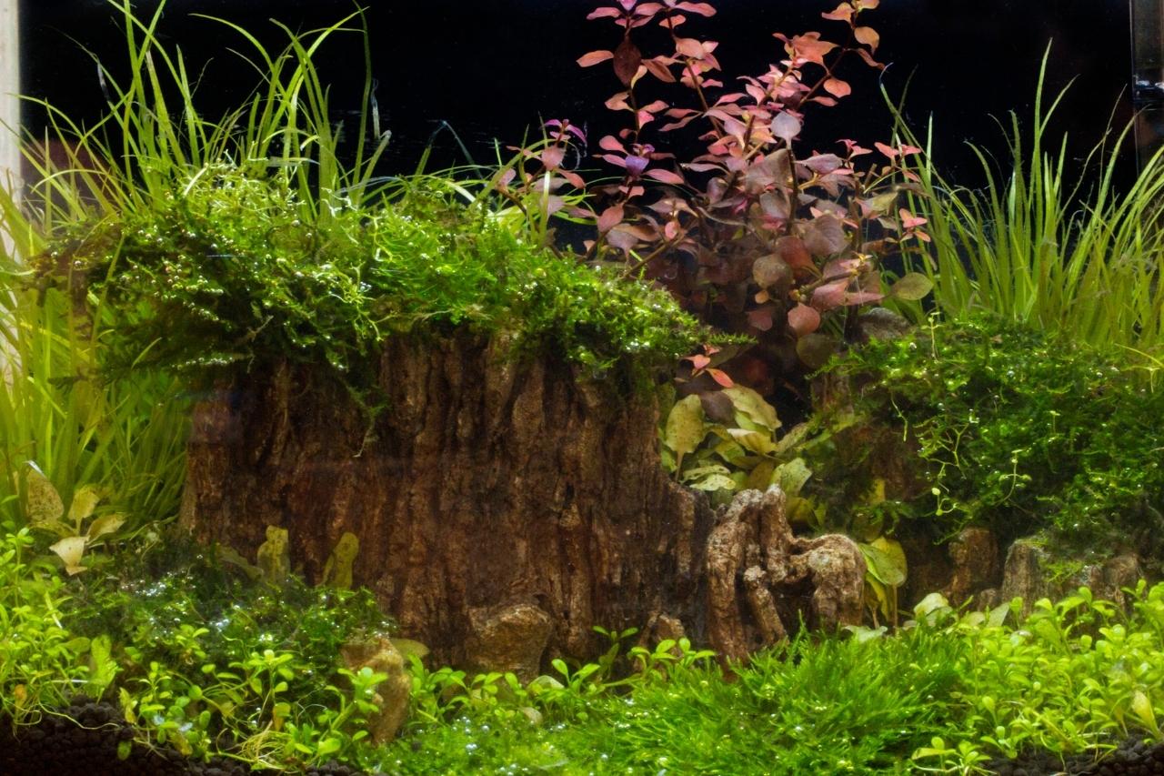 Java Moss Carpet