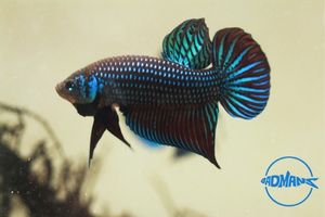 best betta fish tank heater