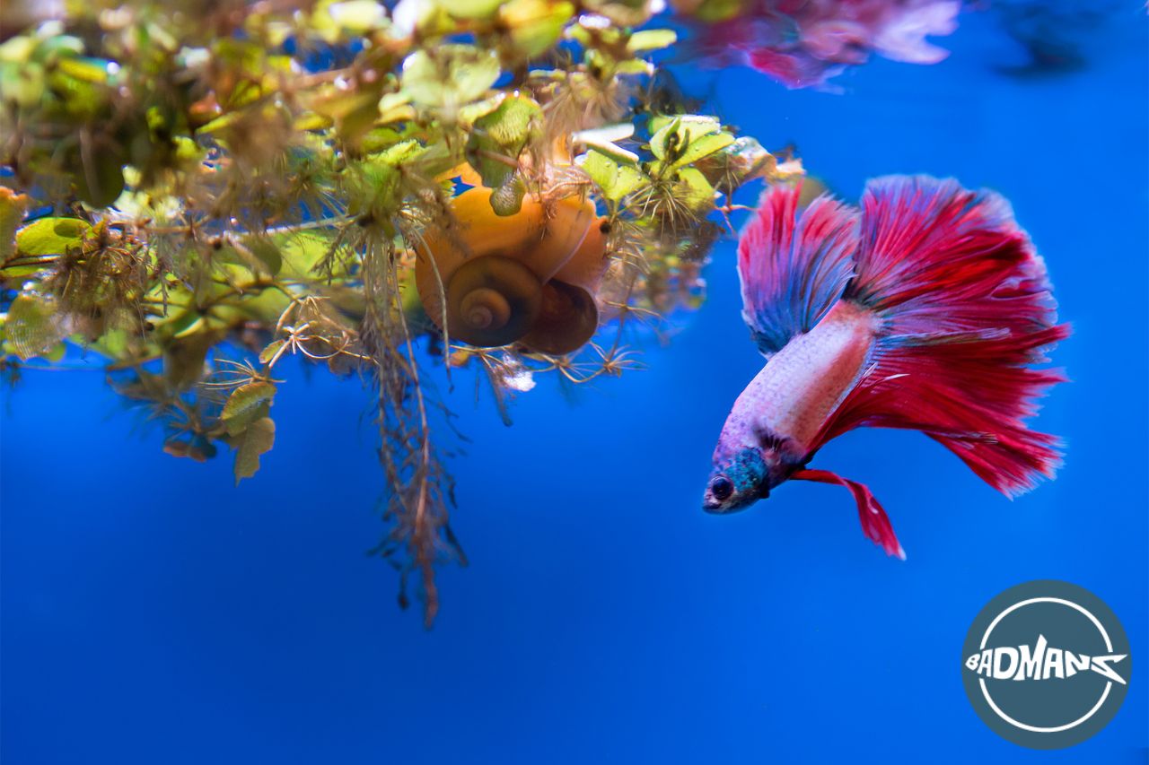 betta fish poisonous