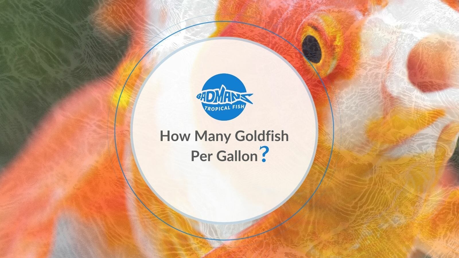 Gallon of outlet goldfish