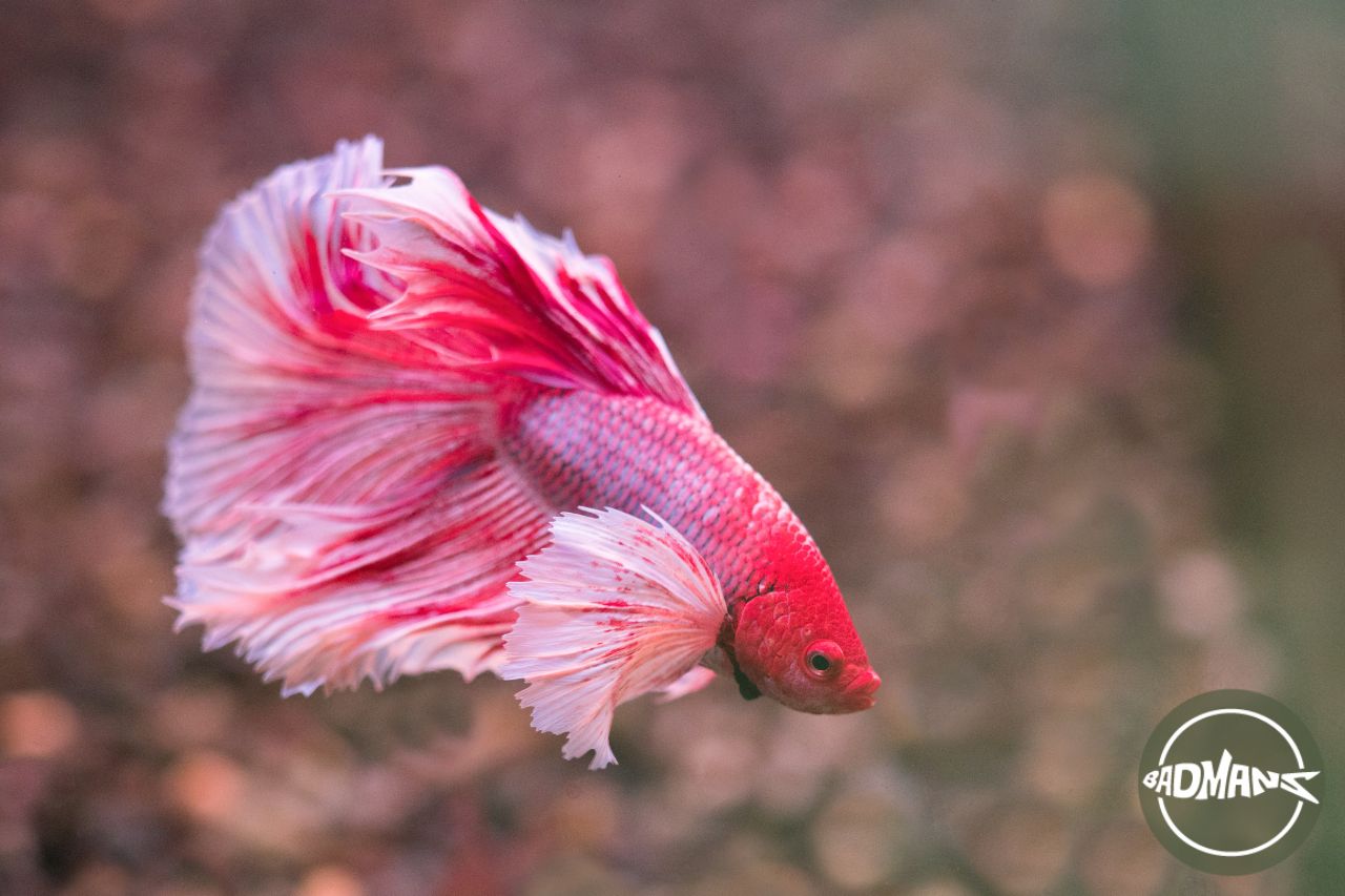 Blind betta shop fish care